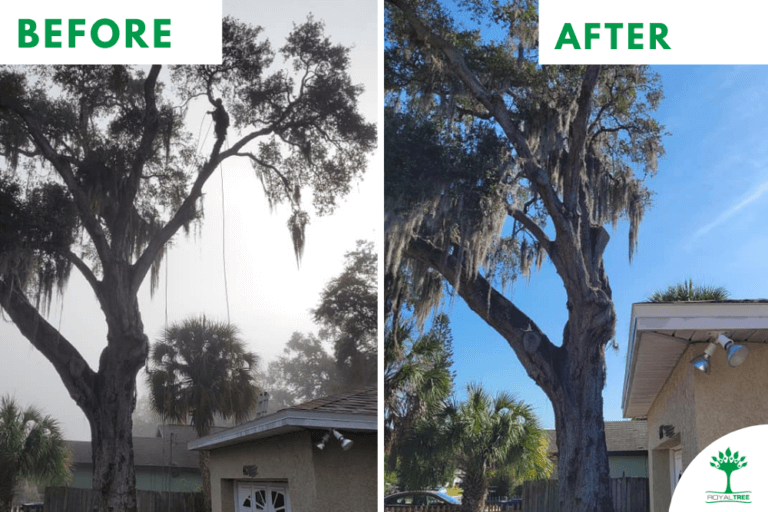 Removing a hazardous limb over the house