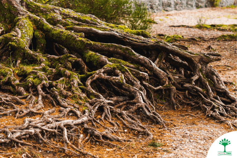 root pruning