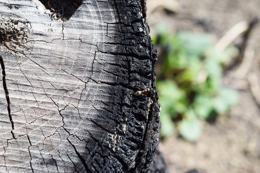 tree removal company